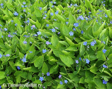  Omphalodes verna 